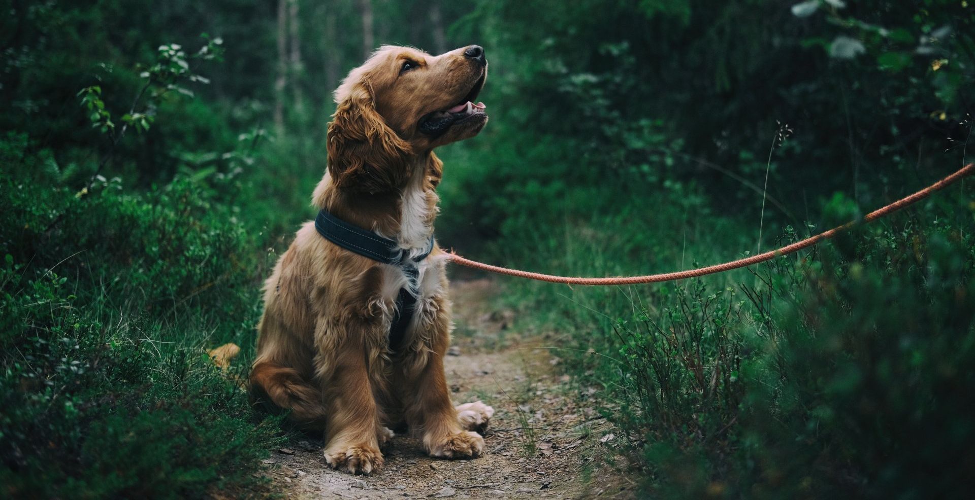 Dog Crossing The Rainbow Bridge