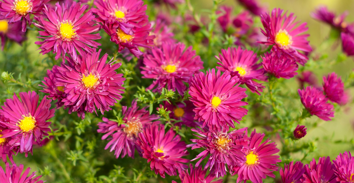 Benefits of Planting Perennials and When to Plant Them