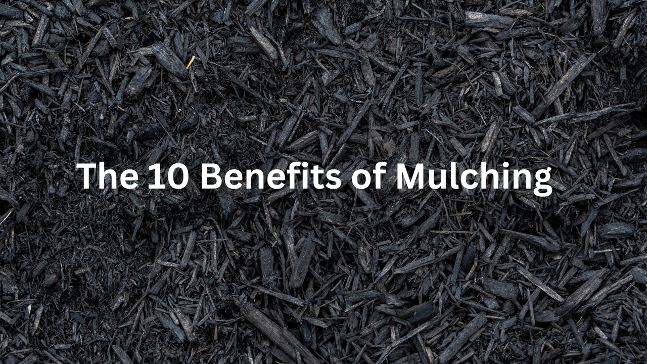 The 10 Major Benefits of Mulching Your Landscape  