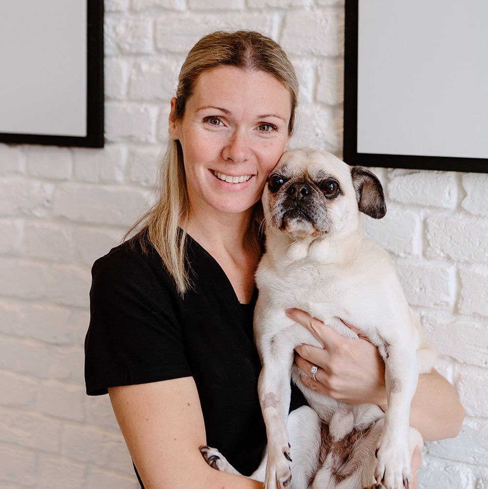 cute pug looking into camera