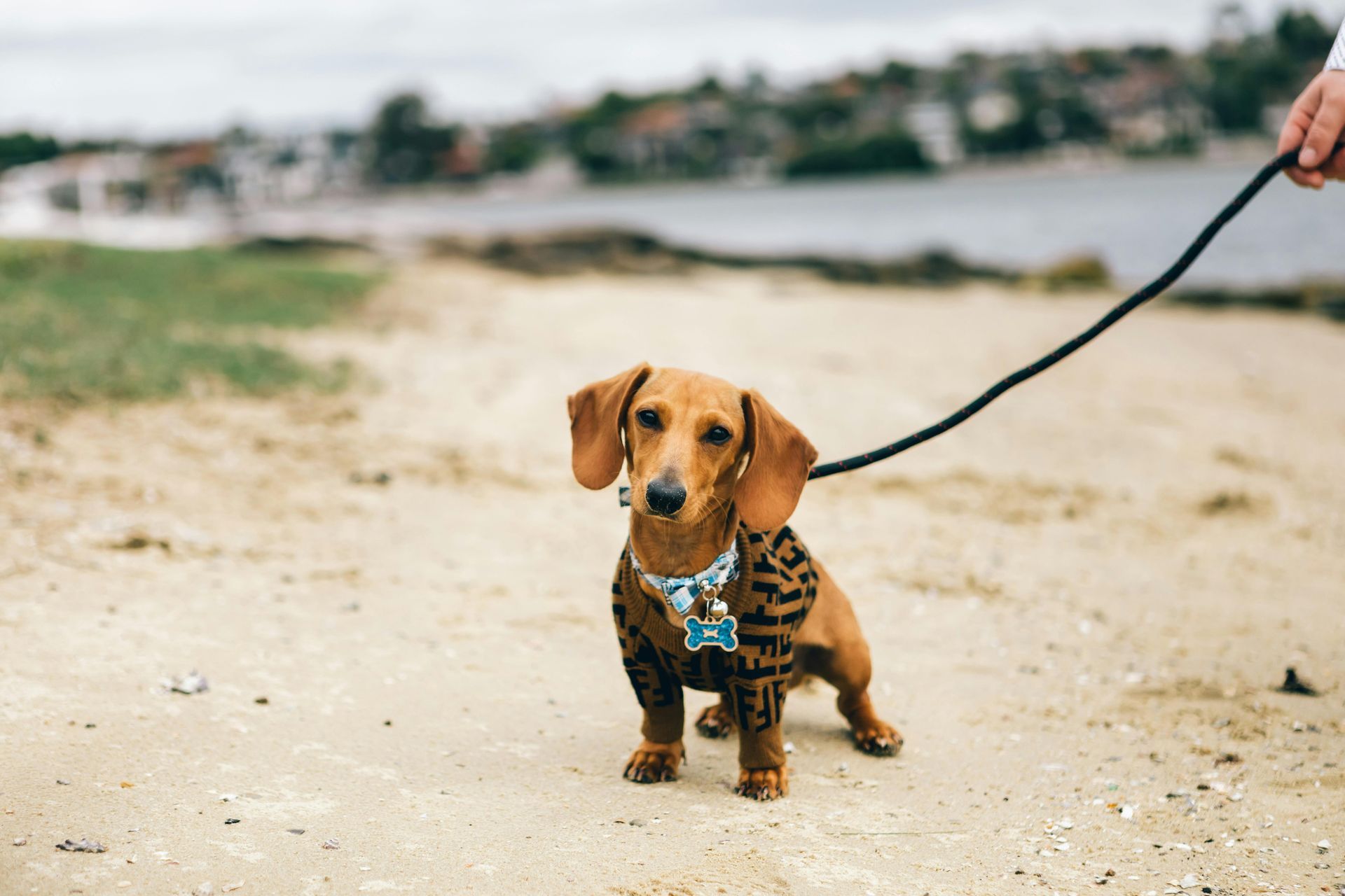 beagle standing on the rocky shore of a lake