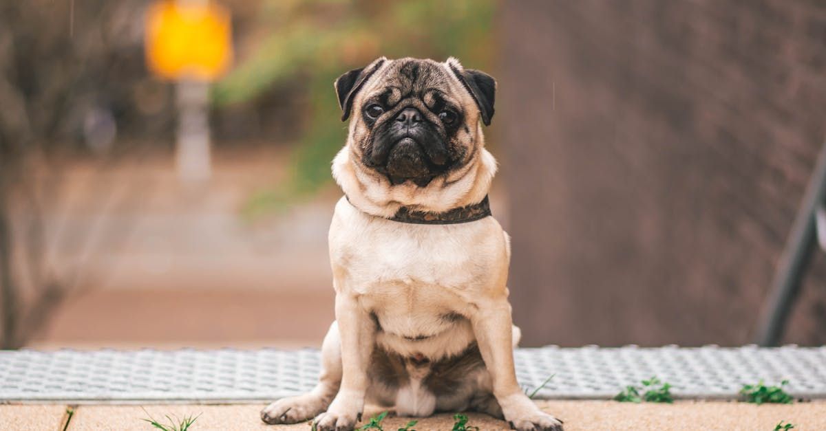 cute pug sitting on the sidewalk