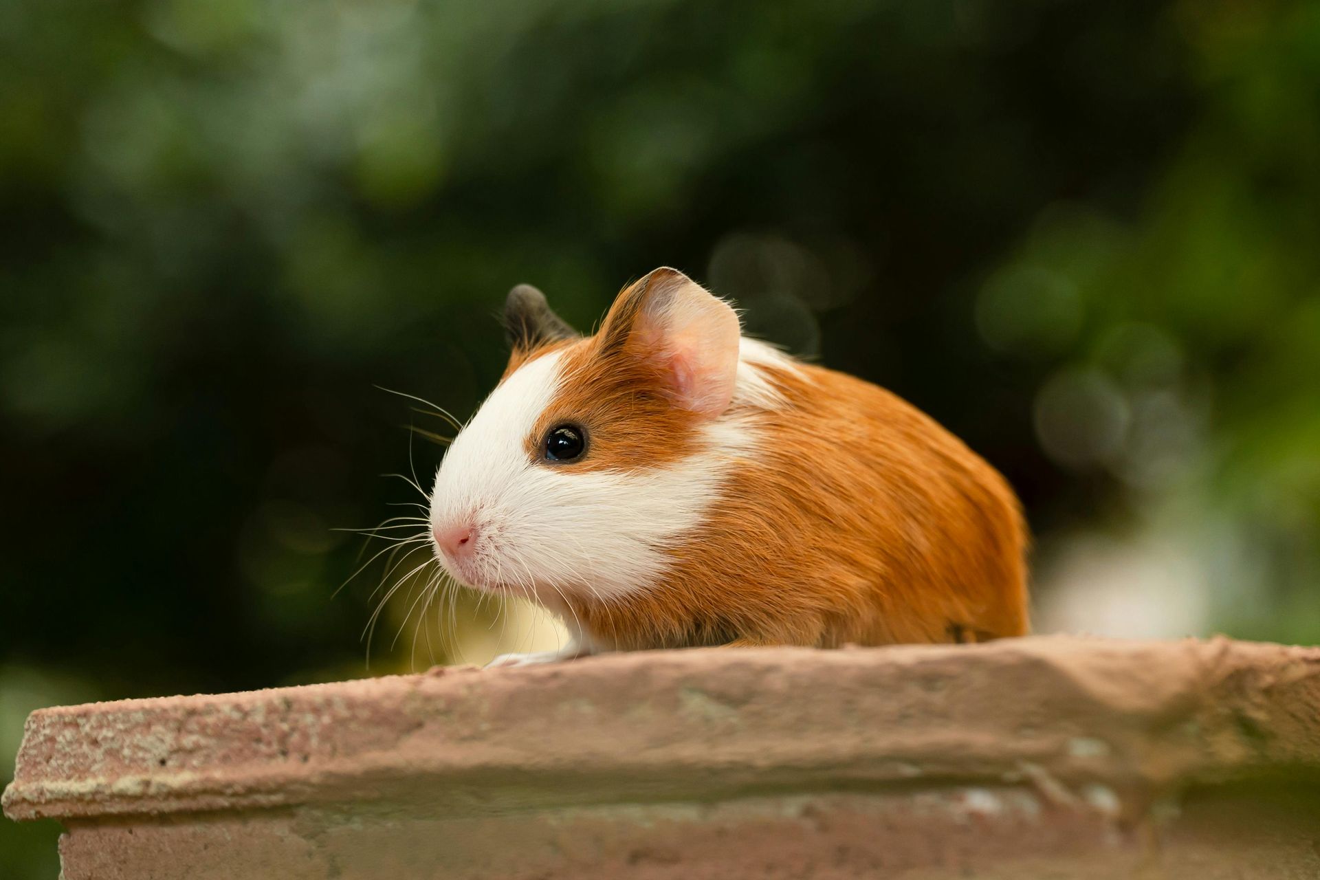 baby guinea pig sitting on wood