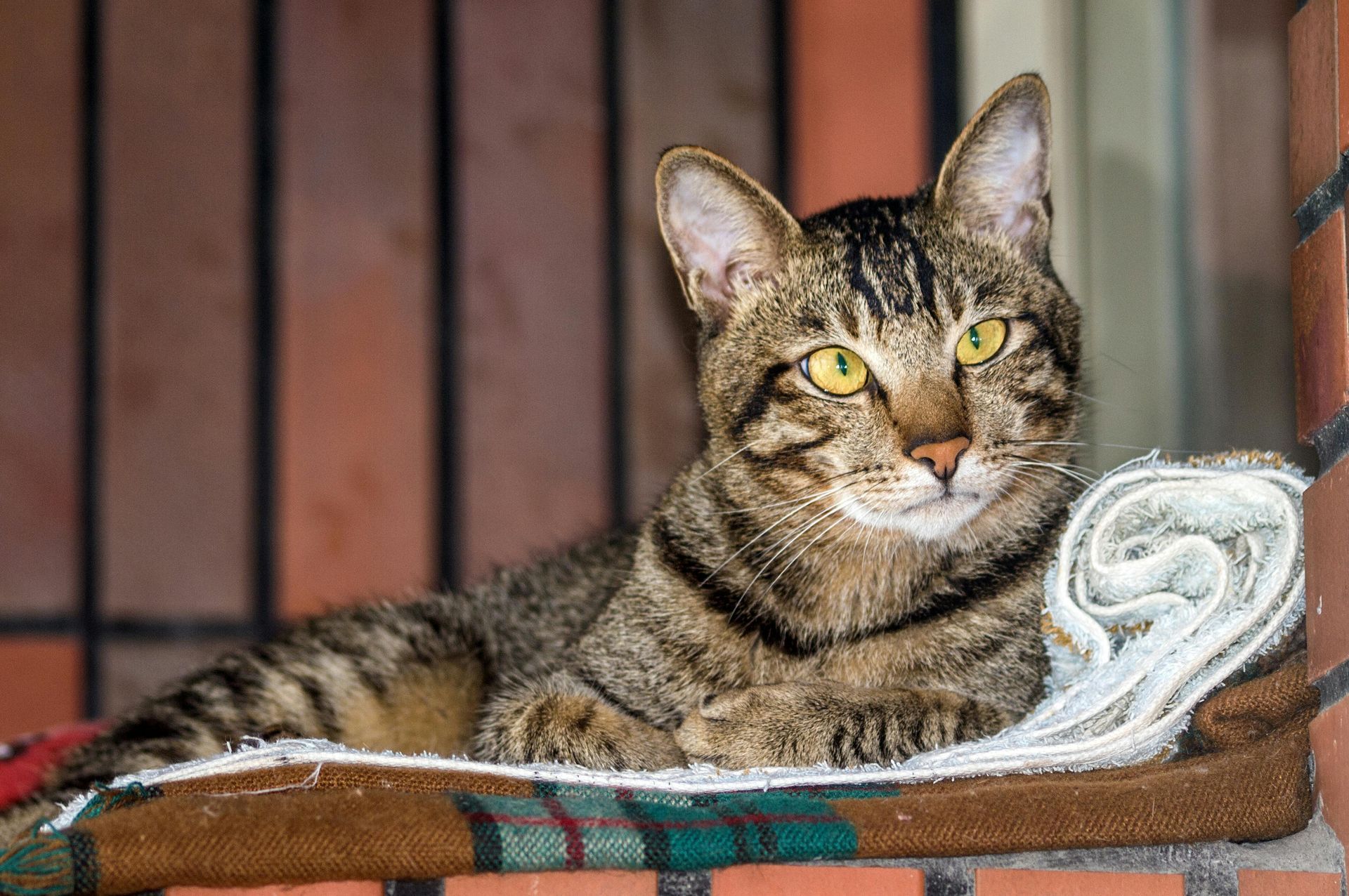 tabby cat sitting looking into camera
