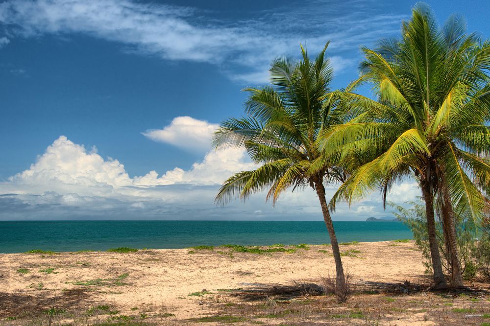 Picturesque view of a palm tree against the backdrop of a beautiful beach — Cairns All Star Glass 'n' Aluminium in Cairns, QLD
