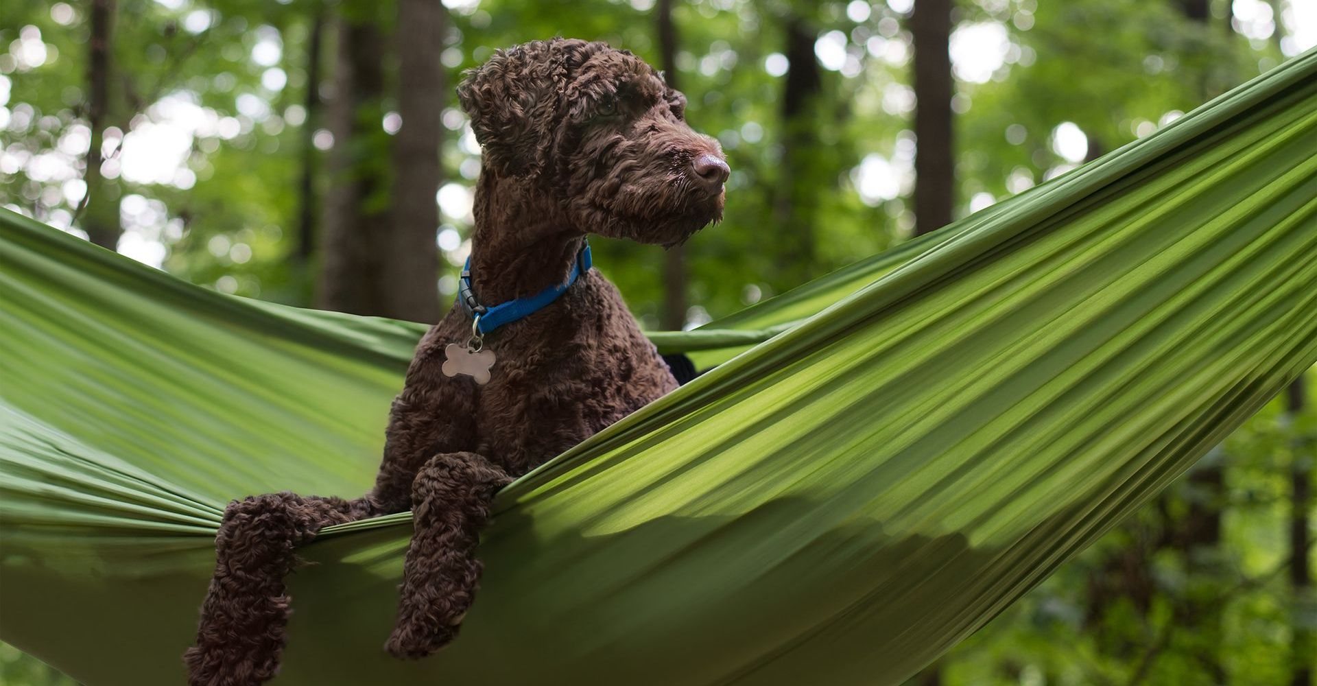 Dog sitting in a hammock