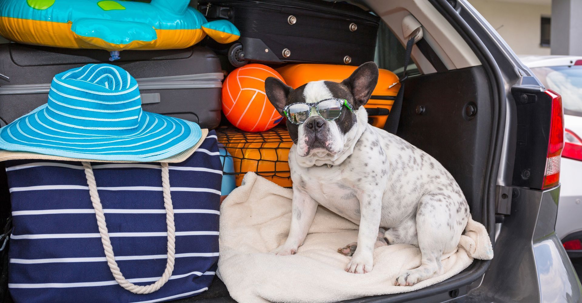 A dog sitting in a car with sunglasses