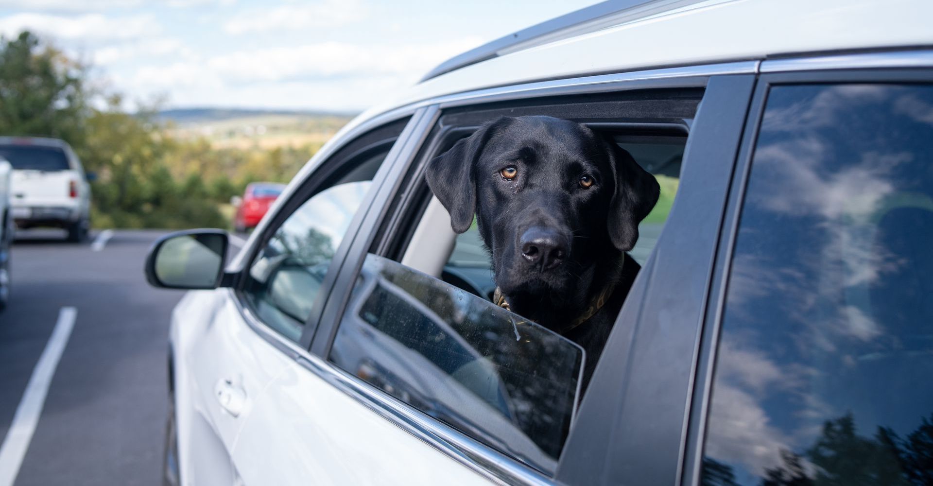 A dog with its head out of the window
