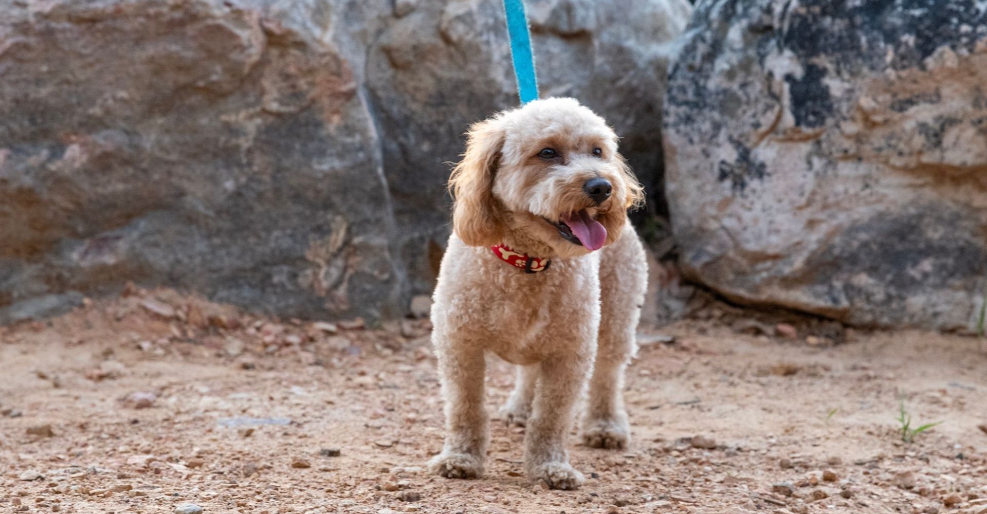 A dog on a hike