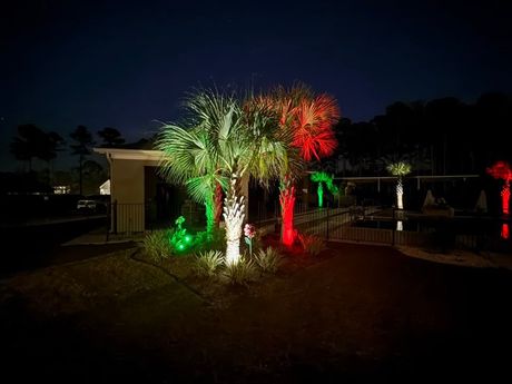 Palm trees illuminated with red and green lights at night.