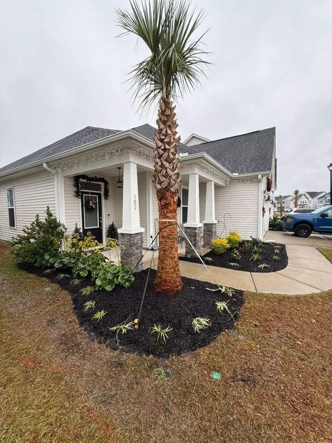 Palm tree in front yard of a white house with landscaping and a walkway.