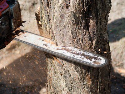 Chainsaw - Tree services in Scotch Plains, NJ