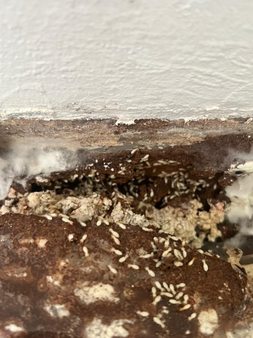 termites feeding in progress on termite bait