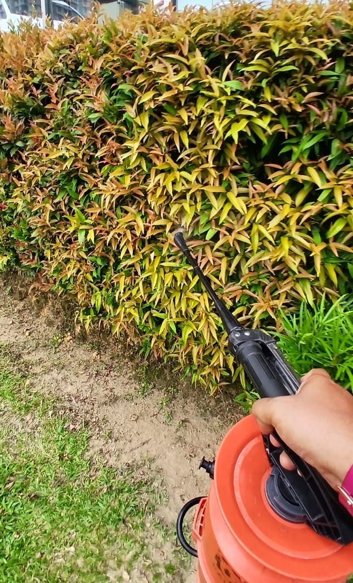 mosquito larviding around building 
