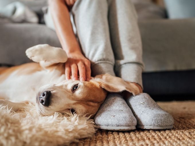 Photo of person petting dog - Pet Policy