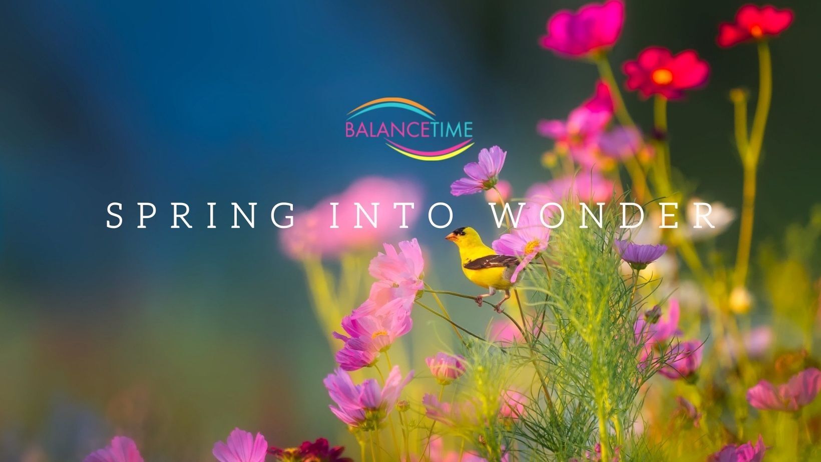 Picture of spring flowers and yellow bird with the words 'Spring into wonder' and the BalanceTime logo