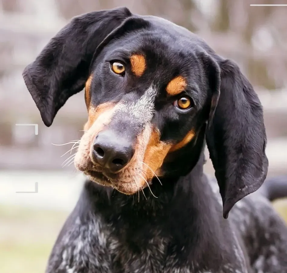 A close up of a black and brown dog looking at the camera