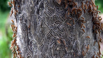 Chenilles processionnaire du chêne