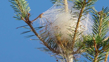 chenille processionnaire du pin