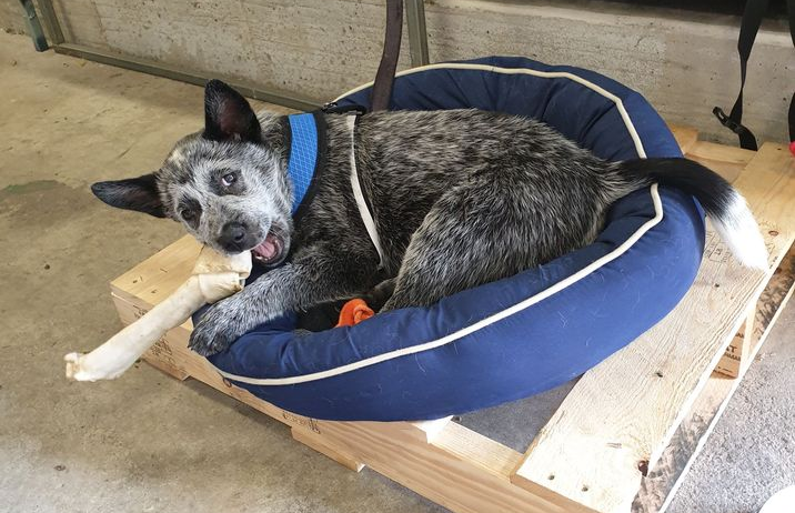 Inhouse wiseliving dog