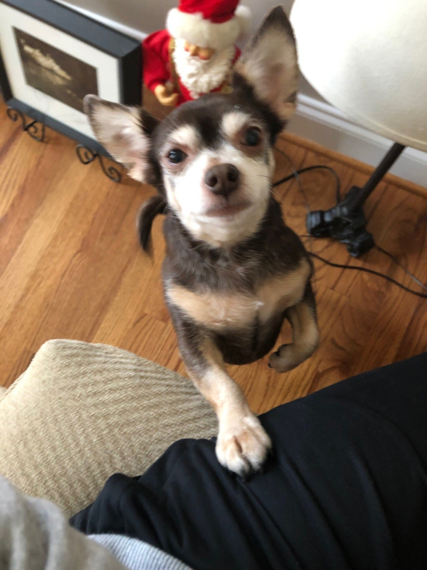 A small dog is jumping on a person's lap and looking up at the camera