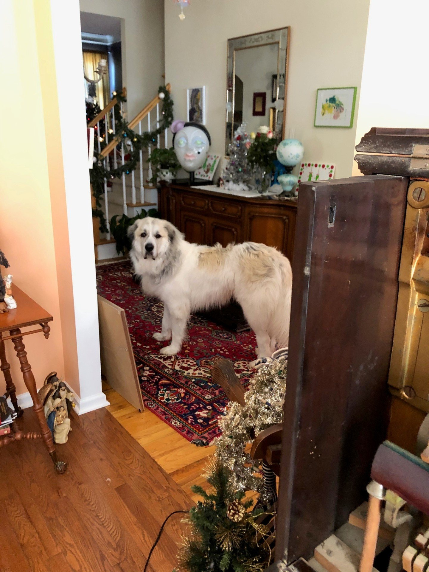 A dog is standing in a living room next to a christmas tree.