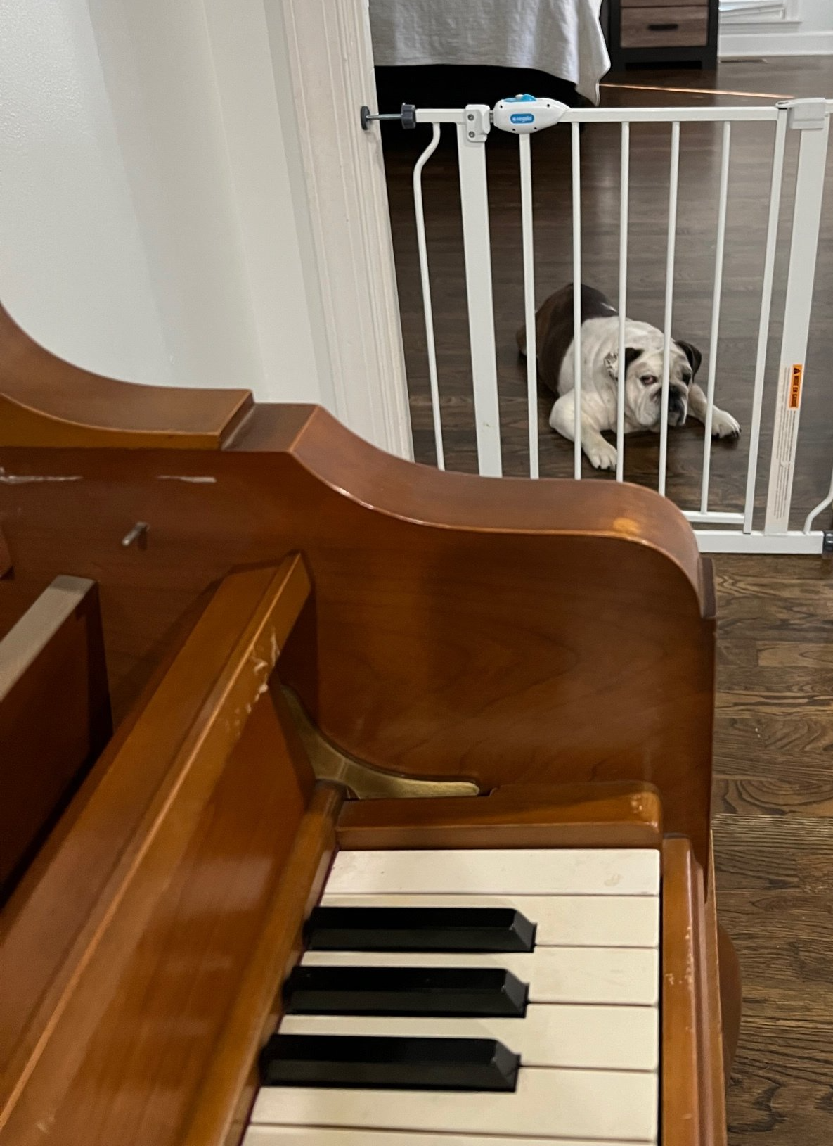A dog is laying on the floor next to a piano.