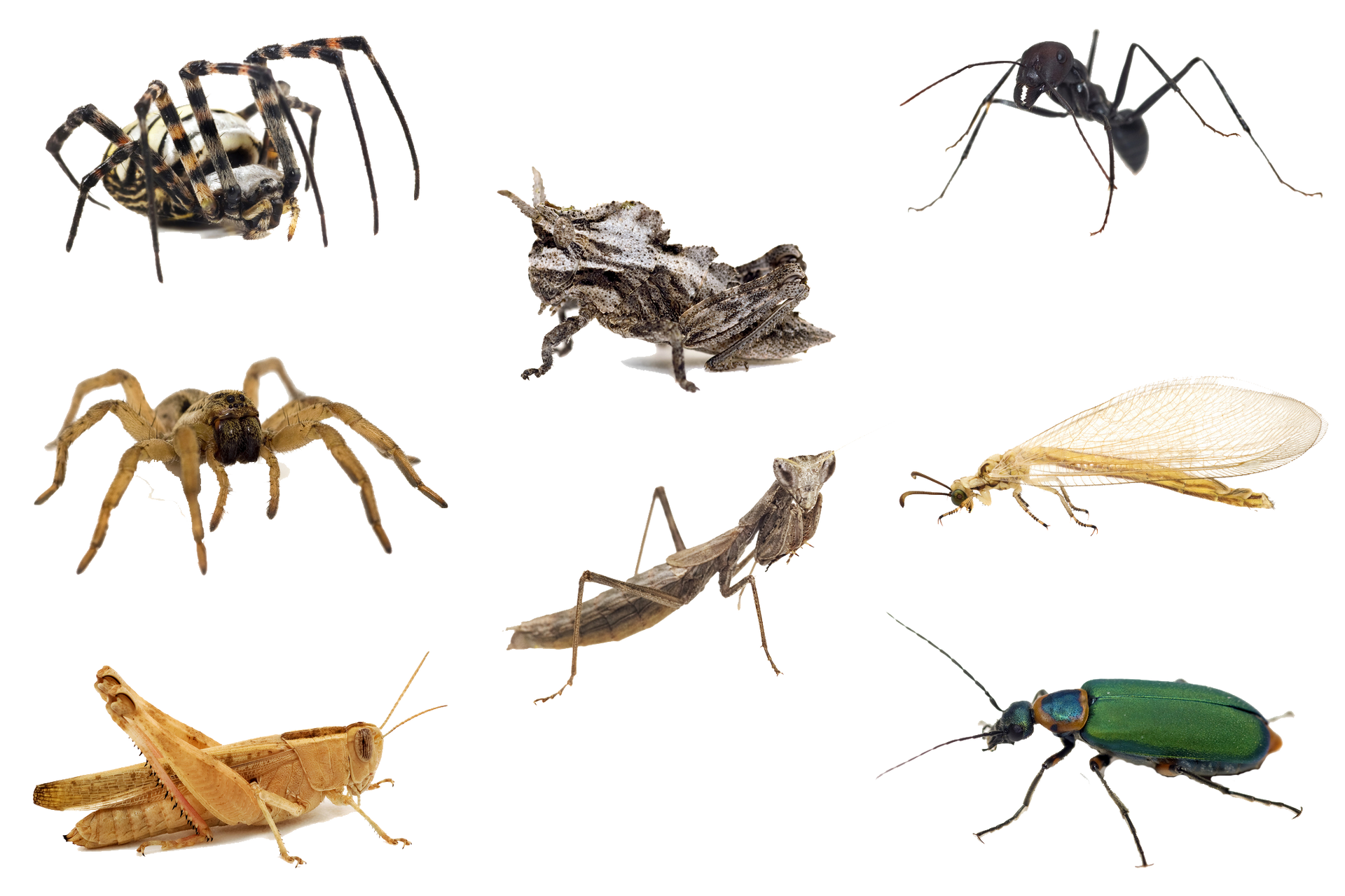 Image Of Winged Ants — Albuquerque, NM — AAA Organic Pest Control