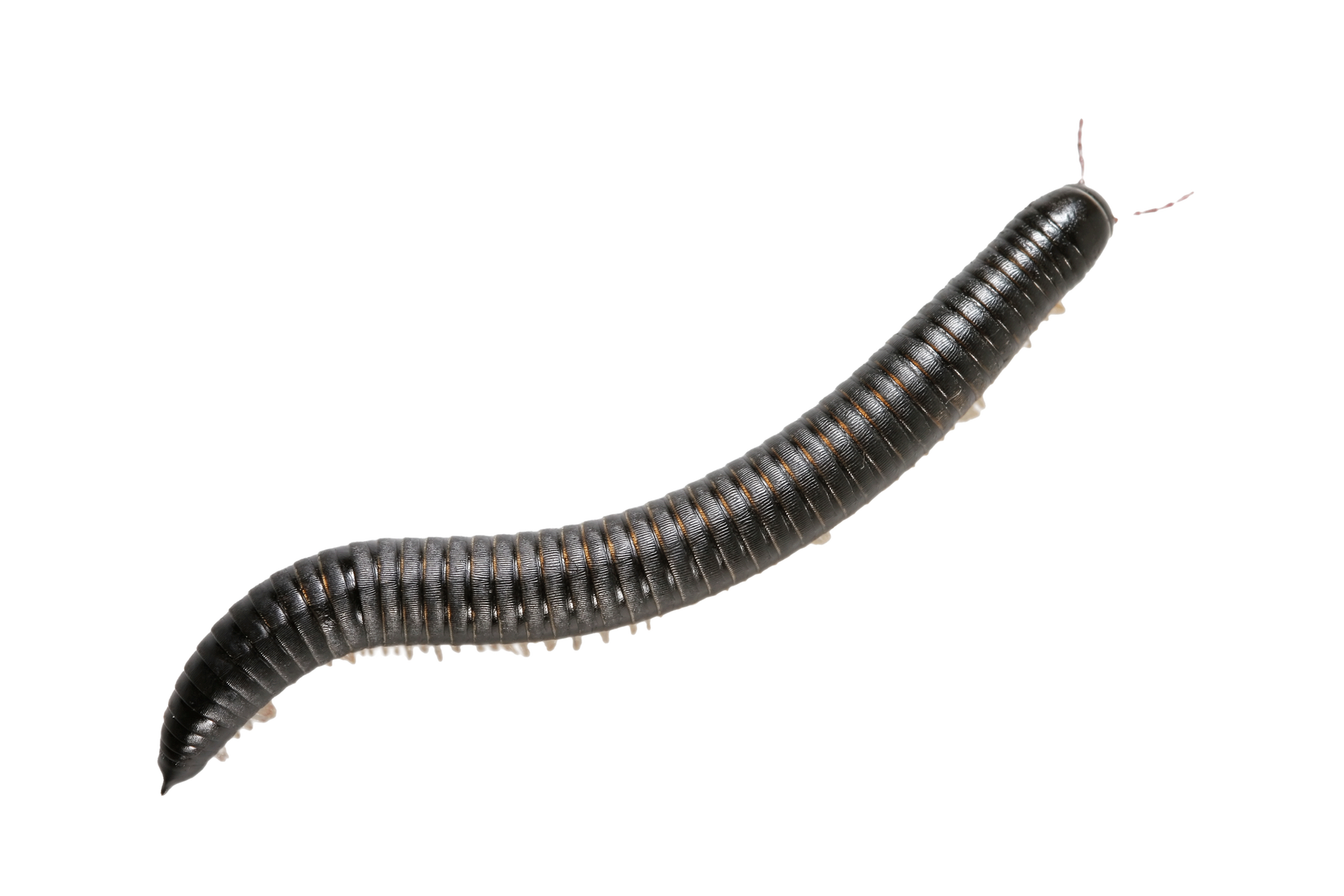 Millipede — Albuquerque, NM — AAA Organic Pest Control