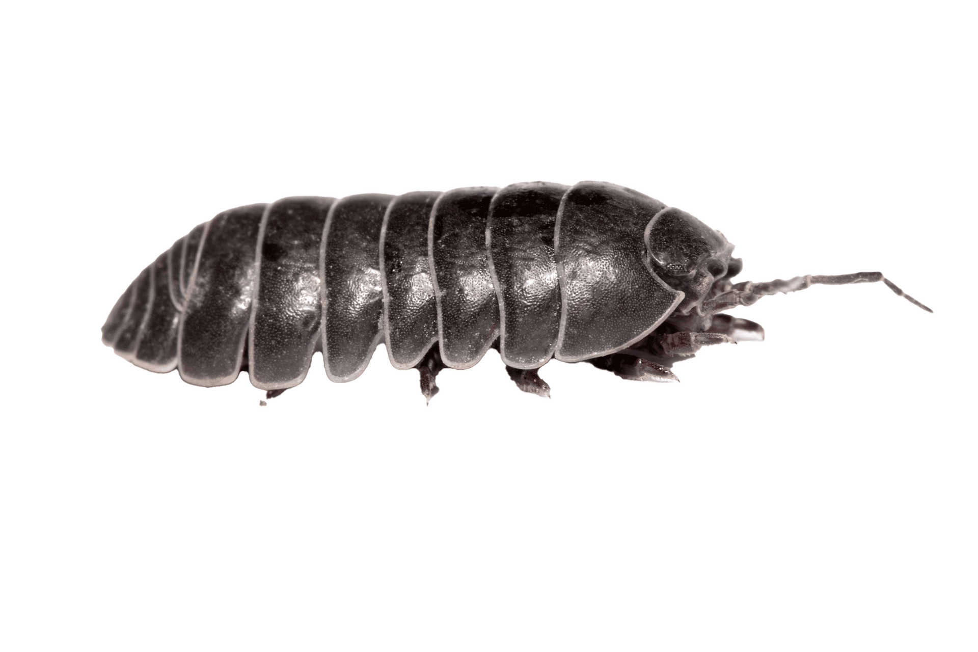 Sowbug — Albuquerque, NM — AAA Organic Pest Control