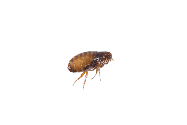Flea — Albuquerque, NM — AAA Organic Pest Control