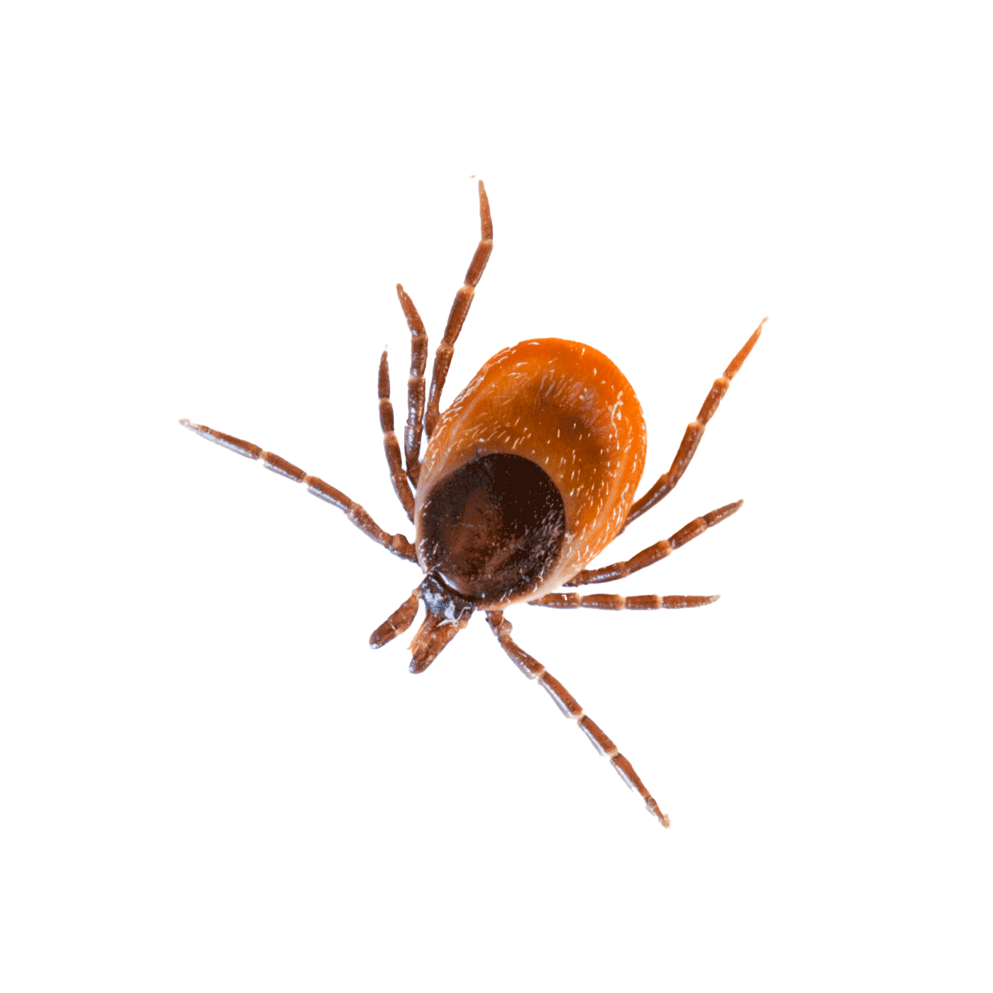 Tick — Albuquerque, NM — AAA Organic Pest Control