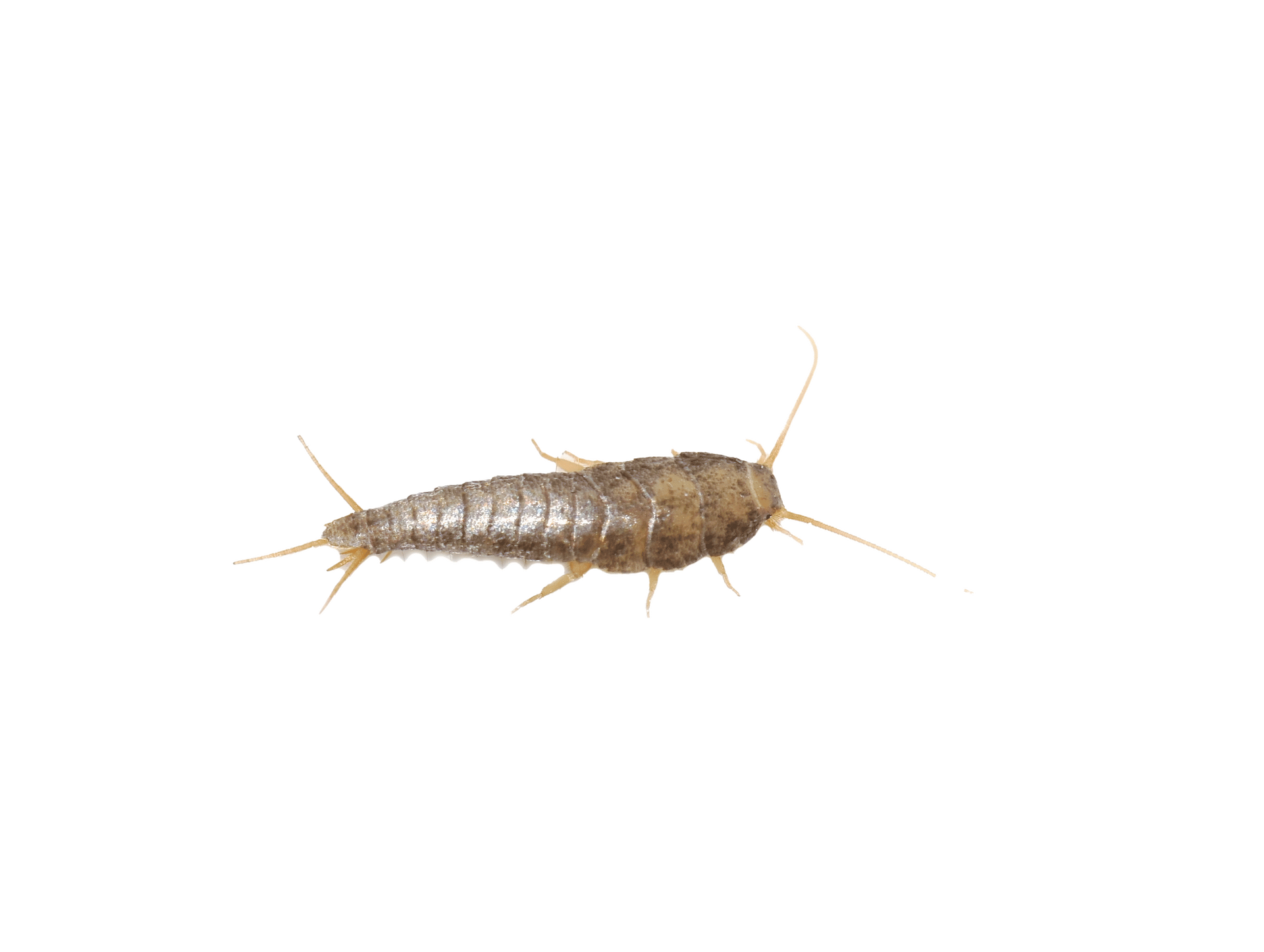 Silverfish — Albuquerque, NM — AAA Organic Pest Control