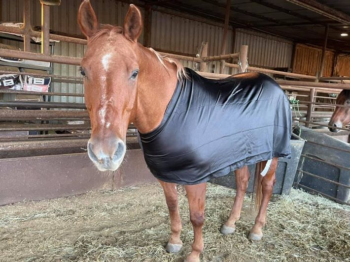 picture of horse wearing sleeve