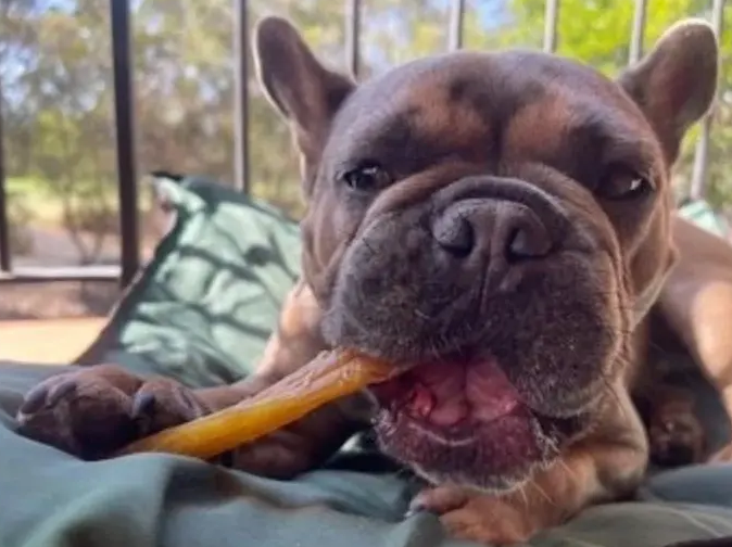 A brindle French Bulldog chewing a treat on a green dog bed outdoors.