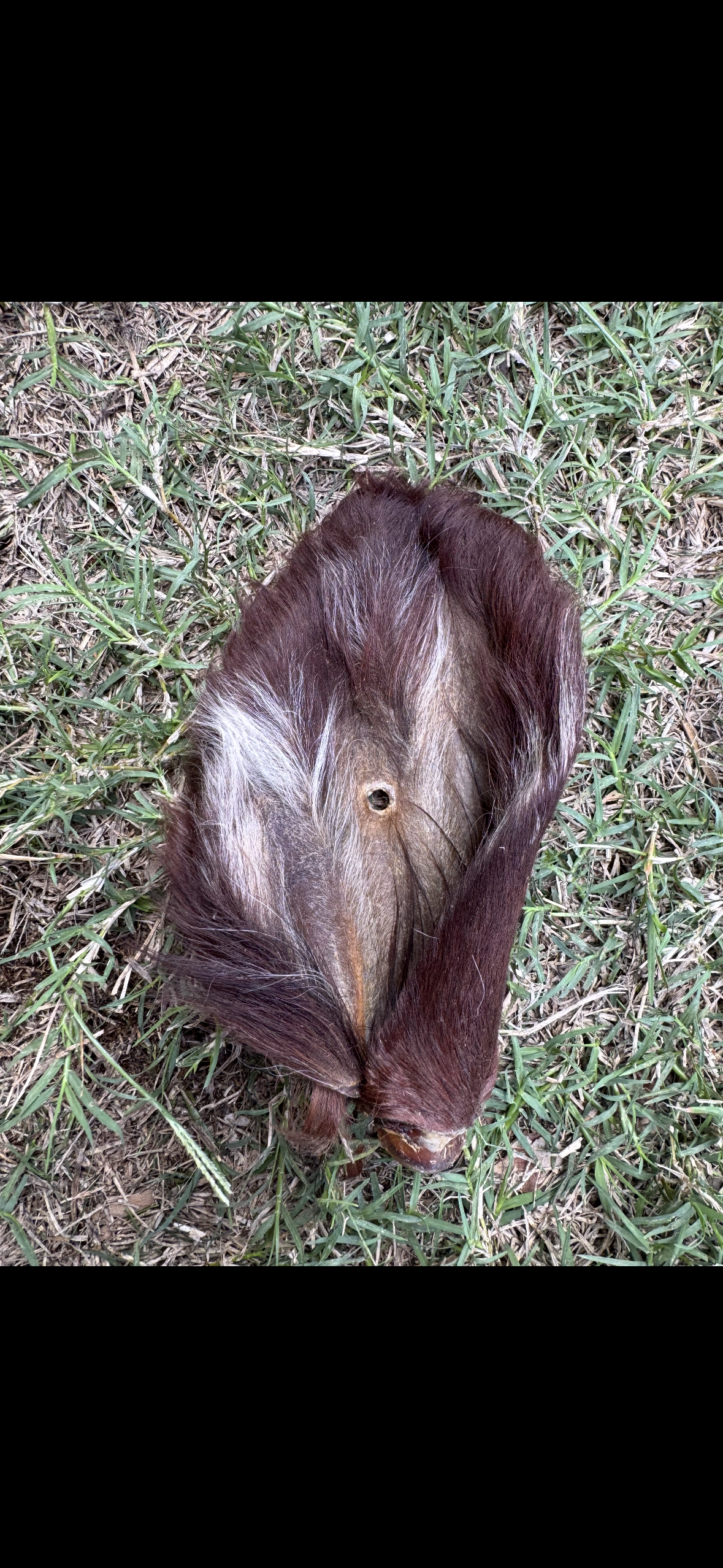 Hairy Moo Ears - Small