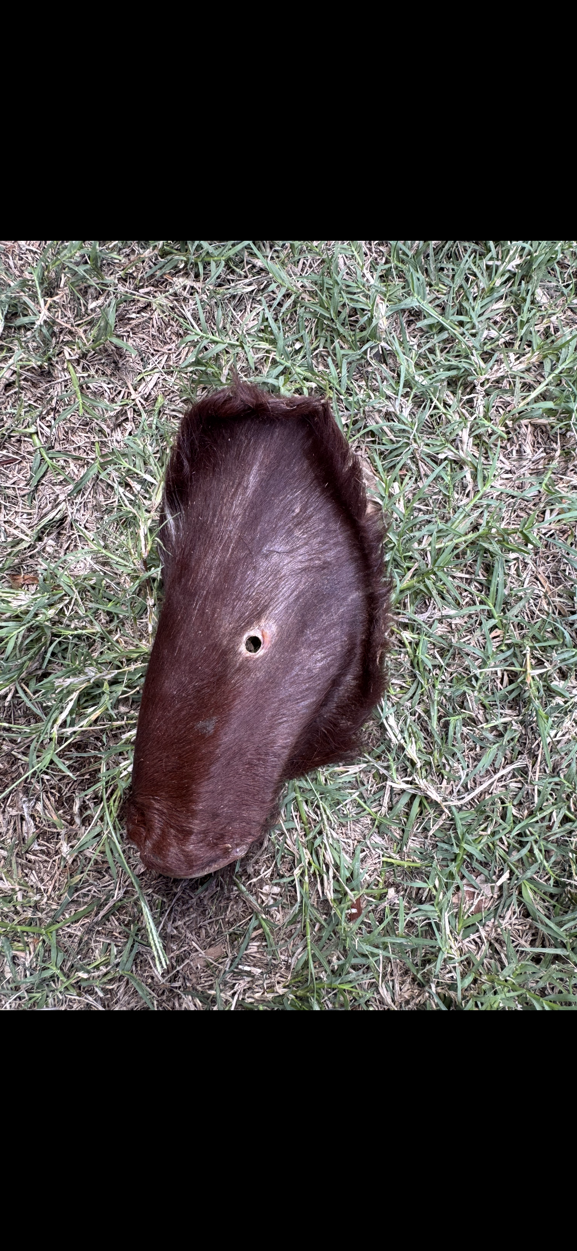 Hairy Moo Ears - Medium