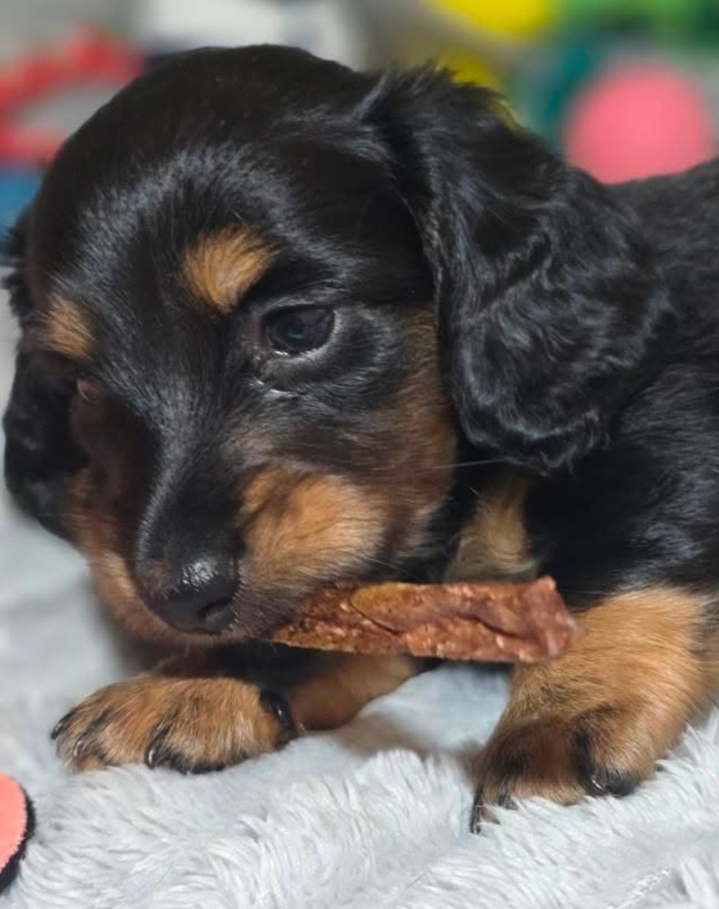 Black and tan dachshund puppy chewing on a treat; fluffy gray blanket.