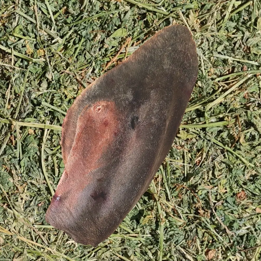 Brown animal ear laying on dried green grass.