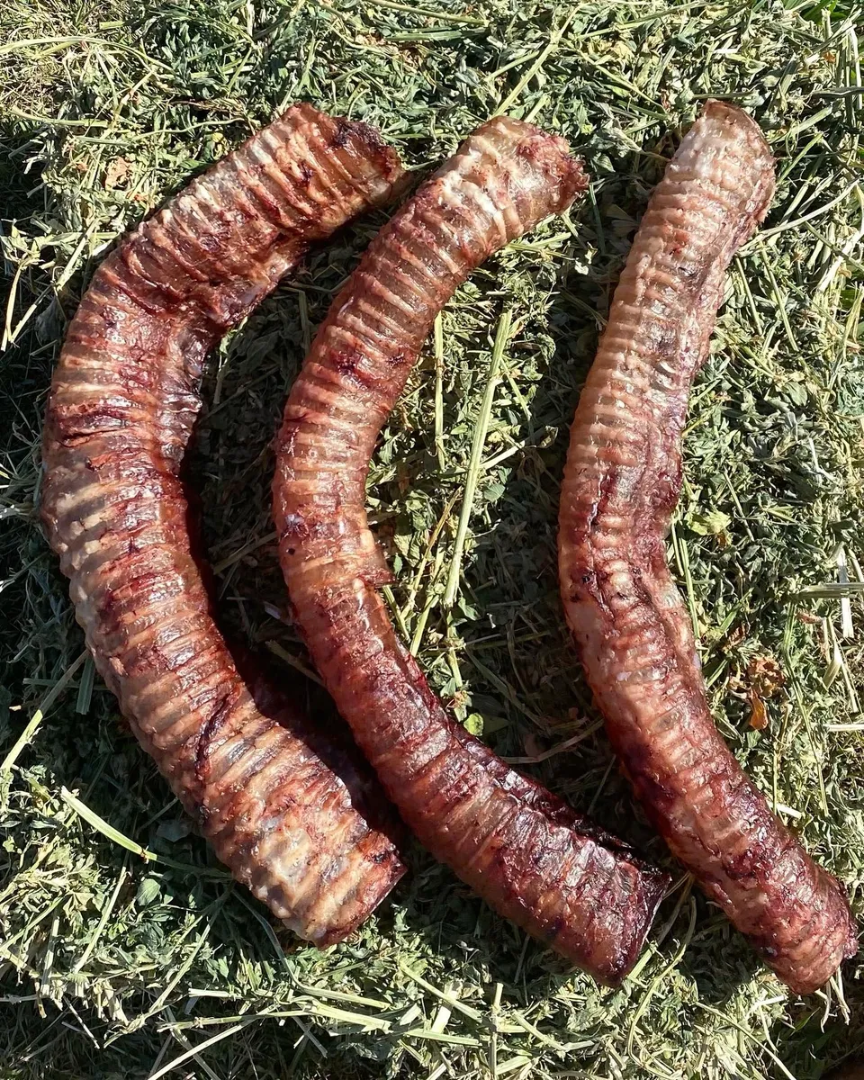 Three curved, brown, ribbed animal tracheas on green hay.