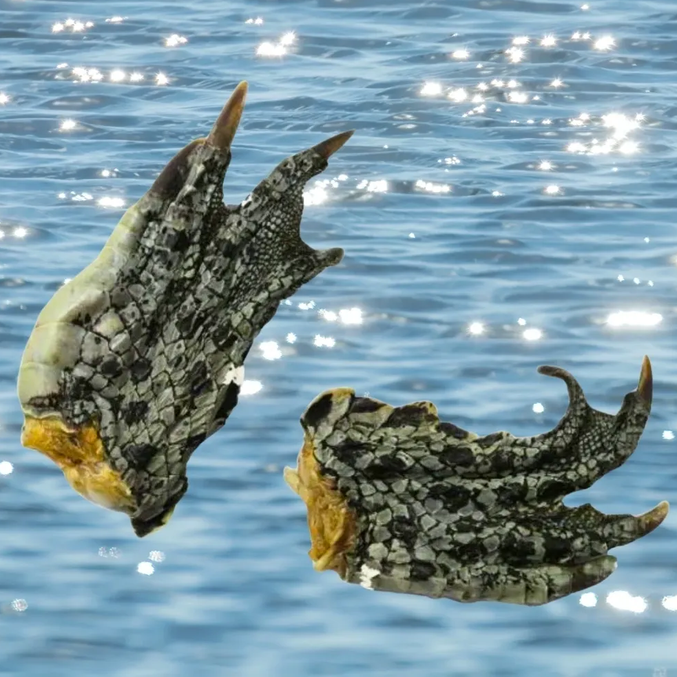 Two textured, clawed feet, possibly turtle, floating in water.
