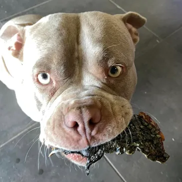 Gray pit bull looking up, holding a dark, textured object in its mouth.