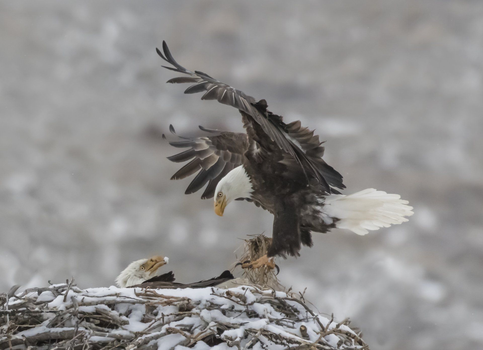 It is a cold snowy morning, but the bald eagles continue to deliver the goods. A bald eagle deliveries nesting material to the nest with its mate looking on.