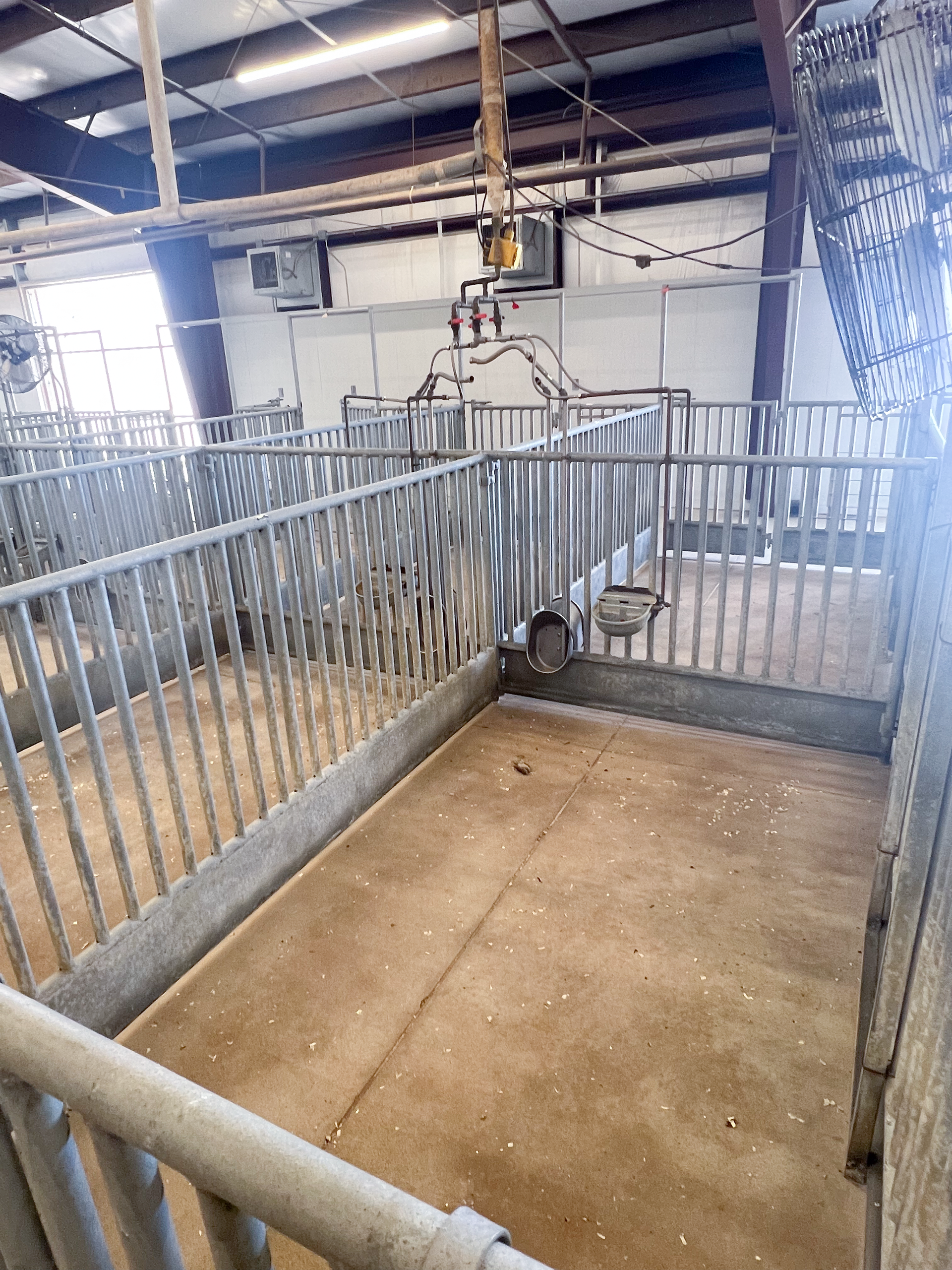 A fenced in area in a barn with a lot of animals in it.