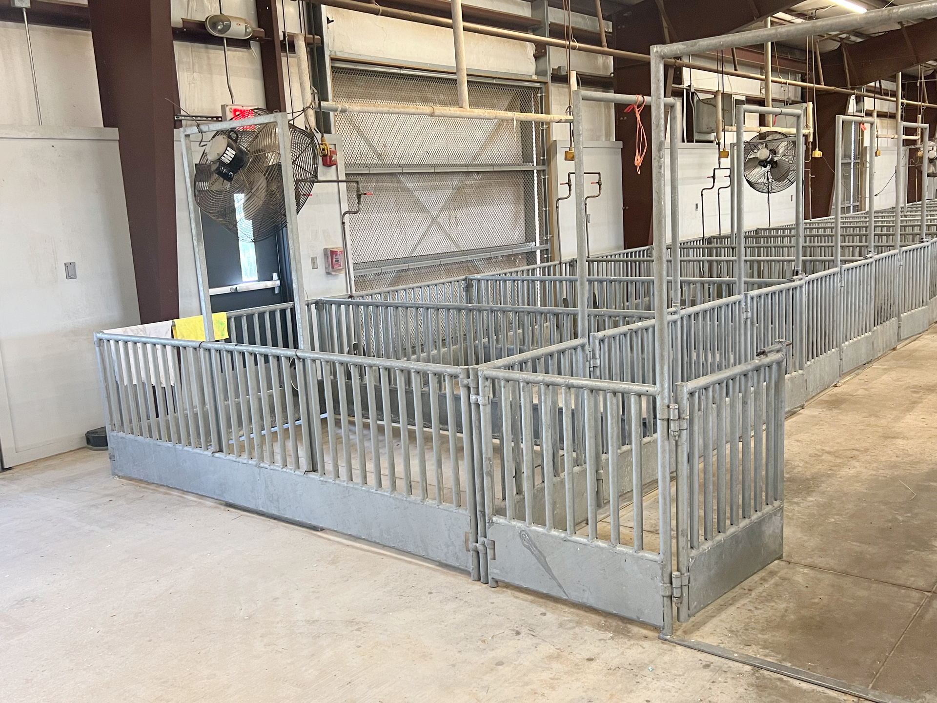 A row of pig pens in a barn with fans hanging from the ceiling.