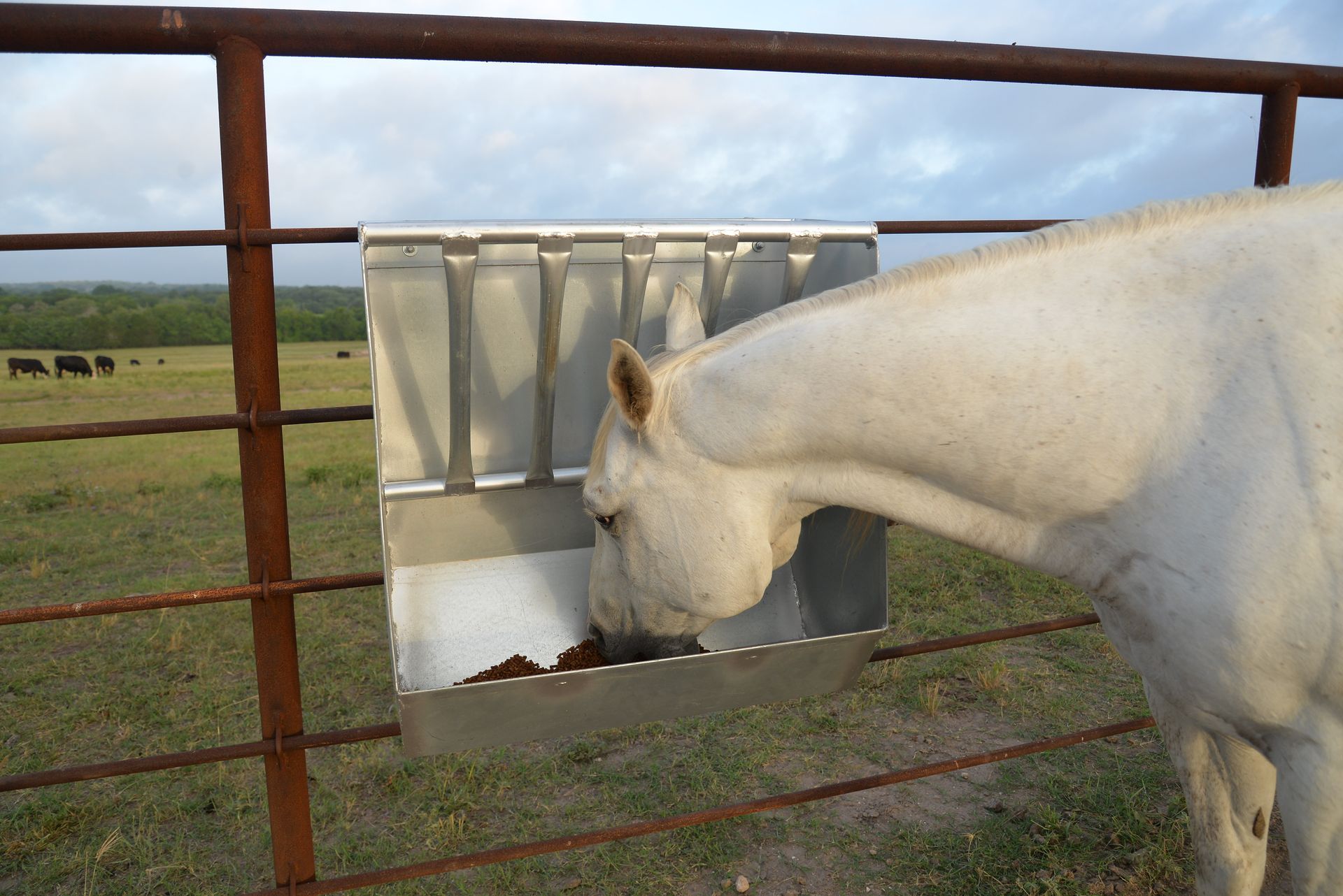 A white horse is eating from a feeder in a field.