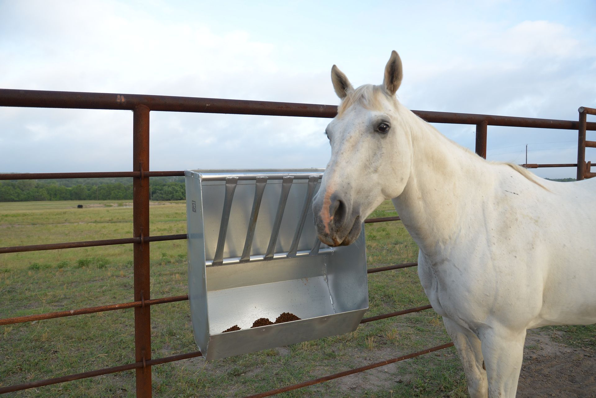 A white horse is standing next to a feeder in a field.