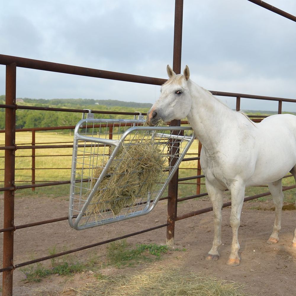 A white horse standing next to a fence eating hay