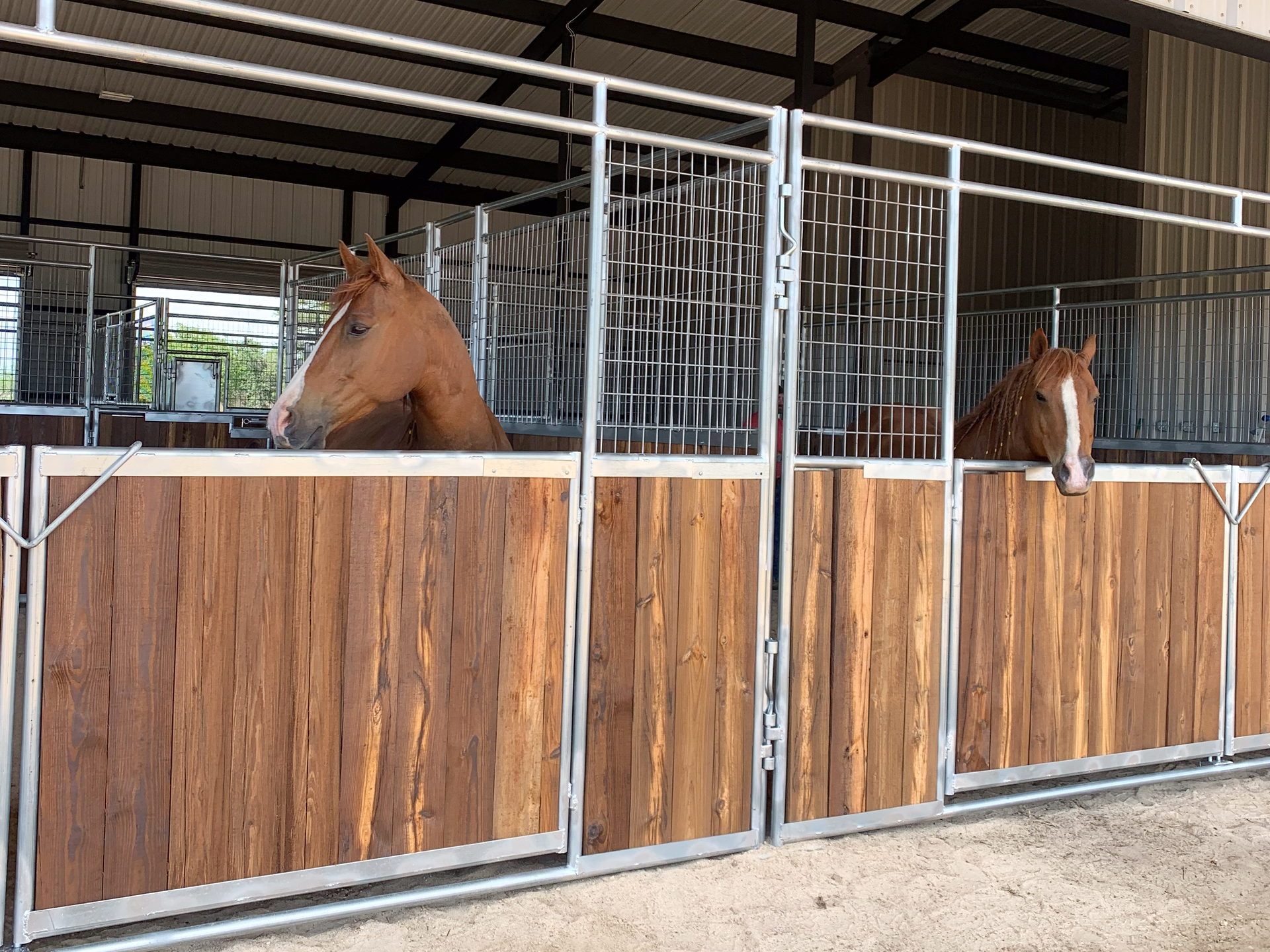 Two horses are standing in a barn looking out of a wooden fence.