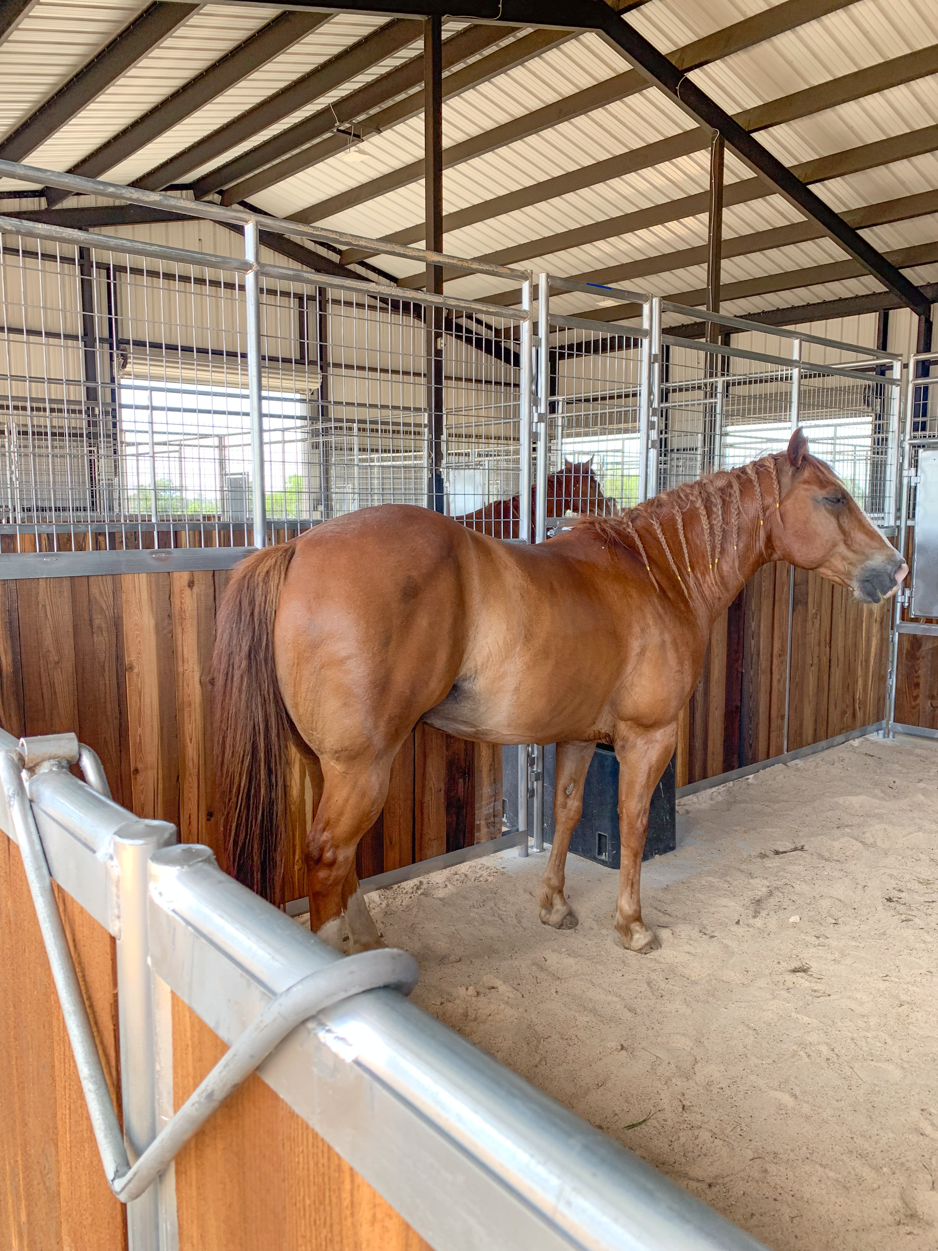 A brown horse is standing in a stable with other horses
